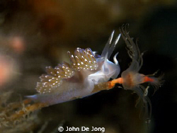 My first Facelina auriculata of 2010, spotted yesterday a... by John De Jong 
